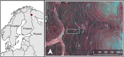 Partitioning of Space Among Trees in an Old-Growth Spruce Forest in Subarctic Fennoscandia